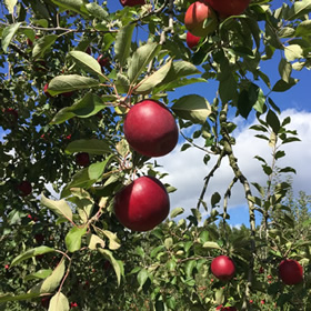 宮城県加美町産紅玉リンゴ
